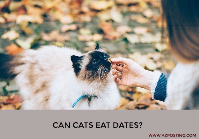 Can Cats Eat Dates?