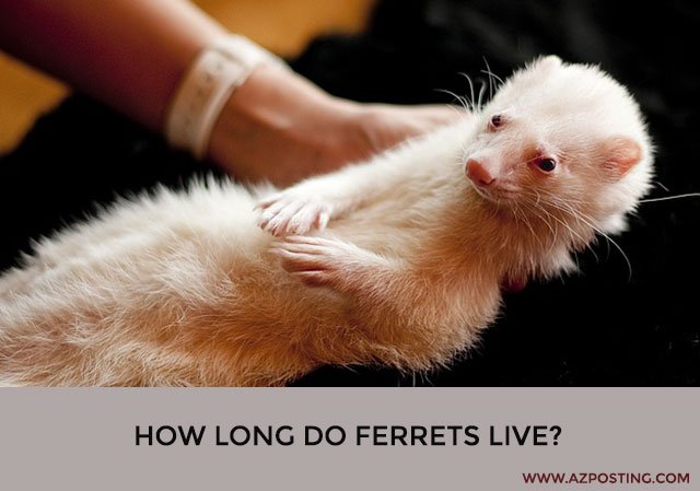 How Long Do Ferrets Live?