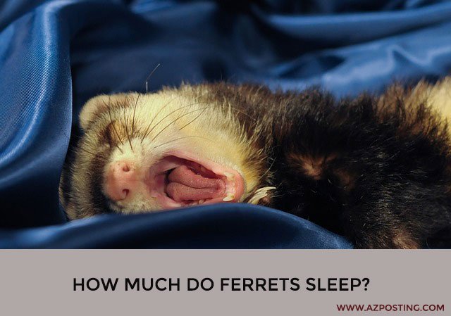 How Much Do Ferrets Sleep