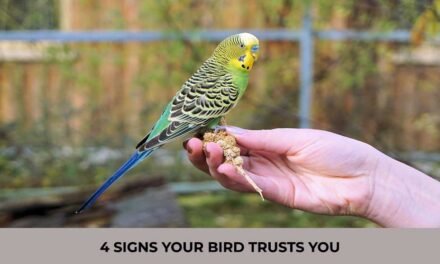 4 Signs Your Bird Trusts You