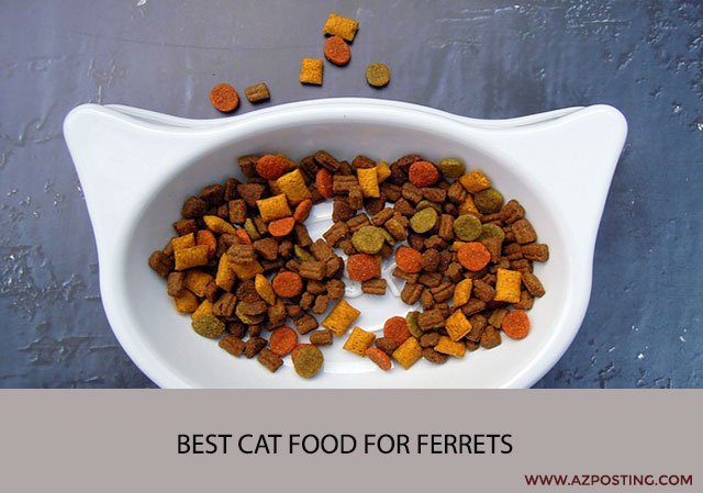 Best Cat Food for Ferrets