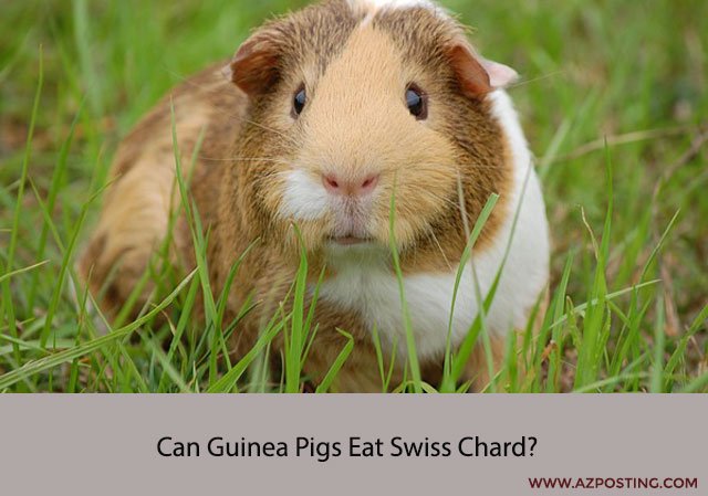 Can Guinea Pigs Eat Swiss Chard?