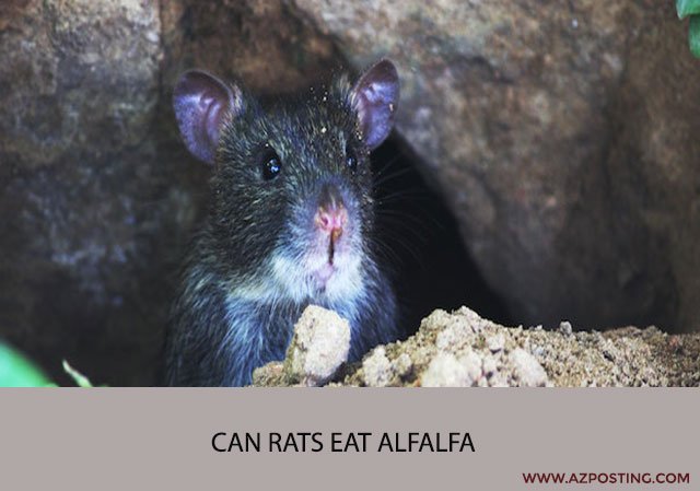 Can Rats Eat Alfalfa