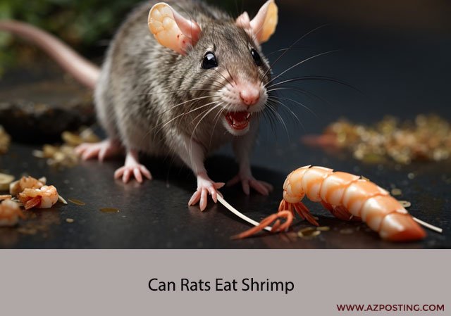 Can Rats Eat Shrimp