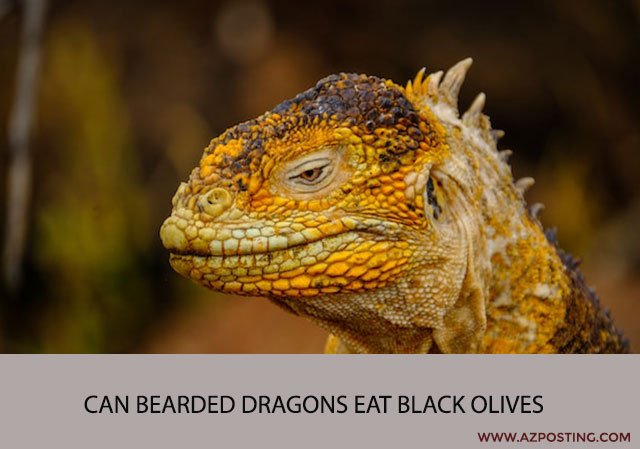 Can Bearded Dragons Eat Black Olives
