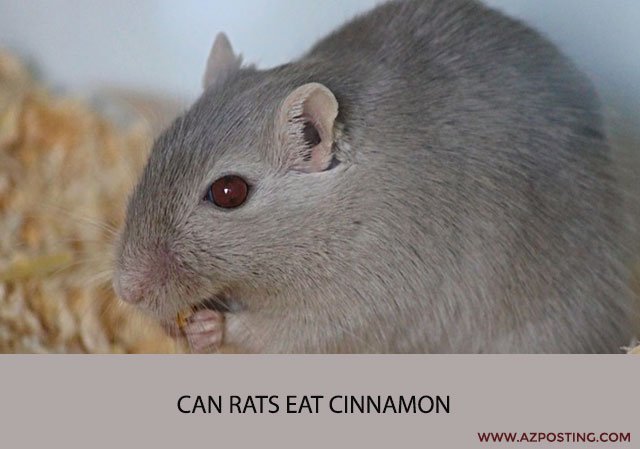 Can Rats Eat Cinnamon