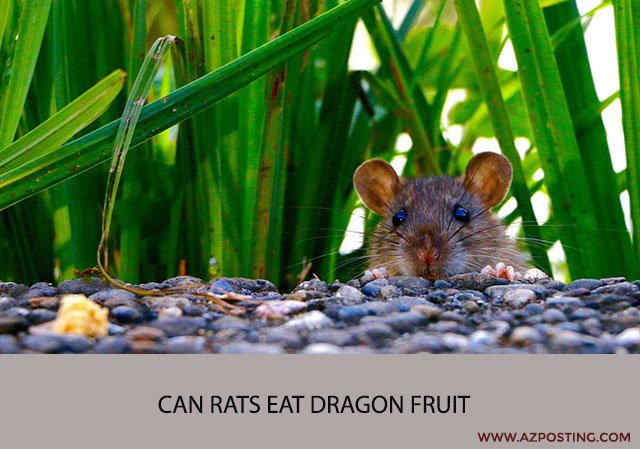 Can Rats Eat Dragon Fruit