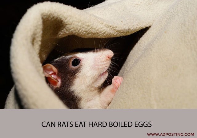 Can Rats Eat Hard Boiled Eggs