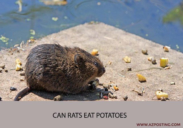 Can Rats Eat Potatoes