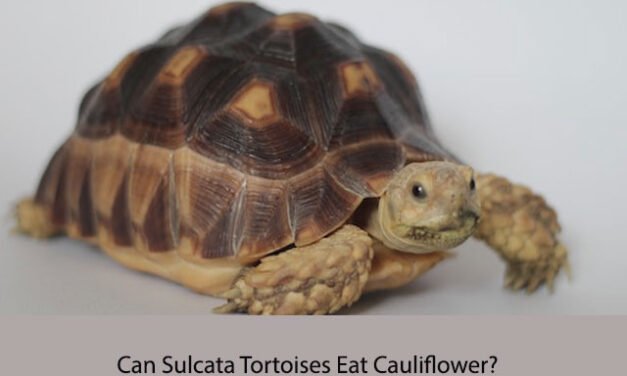 Can Sulcata Tortoises Eat Cauliflower?