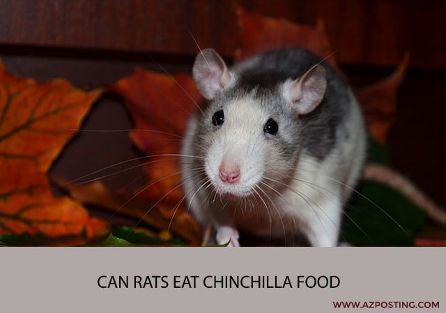 Can rats eat chinchilla food