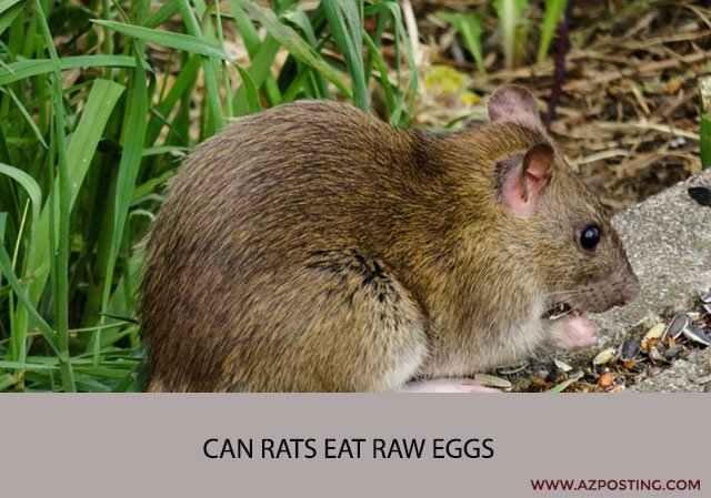 Can Rats Eat Raw Eggs