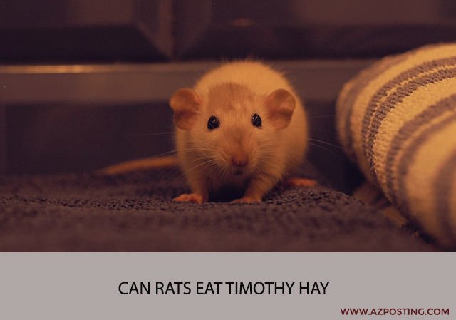 Can Rats Eat Timothy Hay