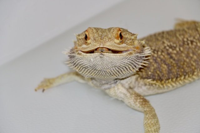 Can Bearded Dragons Eat Pears