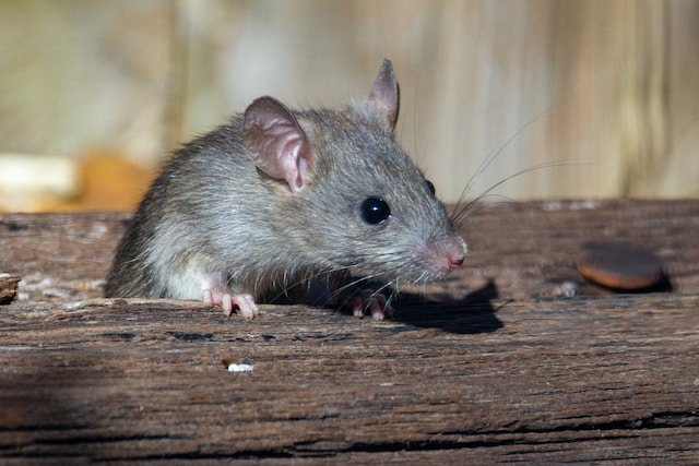 Understanding Rats' Dietary Needs