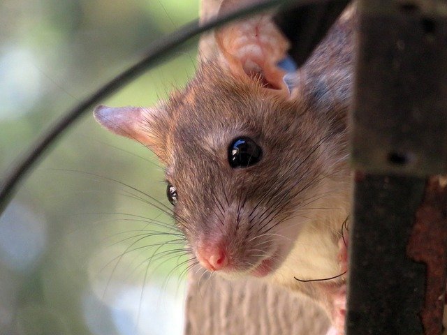 Can Rats Eat Coconut