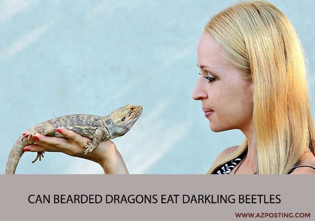 Can Bearded Dragons Eat Darkling Beetles