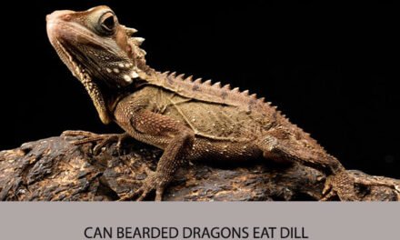 Can Bearded Dragons Eat Dill