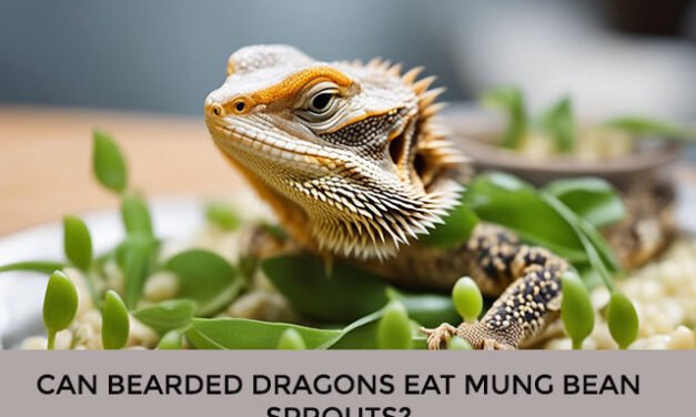 Can Bearded Dragons Eat Mung Bean Sprouts?
