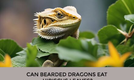 Can Bearded Dragons Eat Hibiscus Leaves?