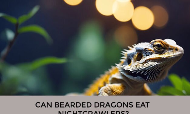 Can Bearded Dragons Eat Nightcrawlers?