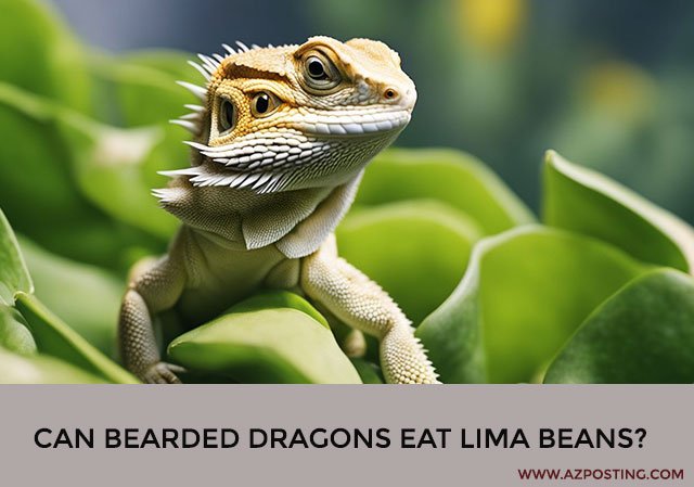 Can Bearded Dragons Eat Lima Beans?