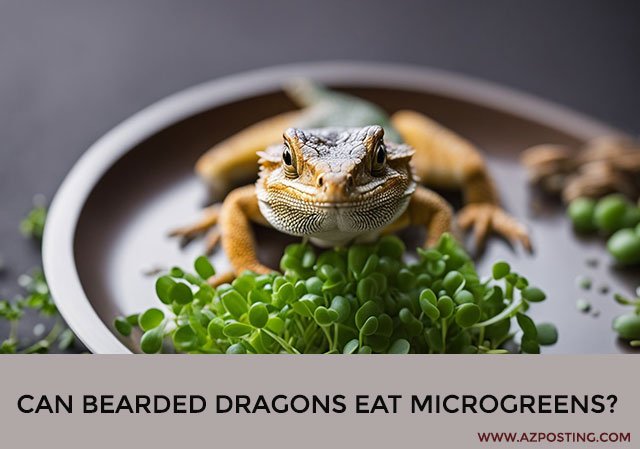 Can Bearded Dragons Eat Microgreens?