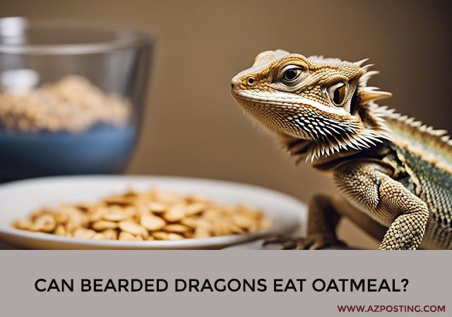 Can Bearded Dragons Eat Oatmeal?