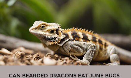 Can Bearded Dragons Eat June Bugs