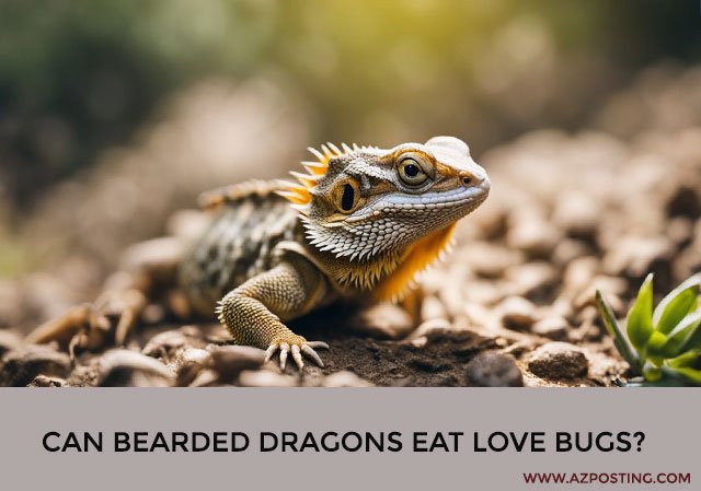 Can Bearded Dragons Eat Love Bugs?