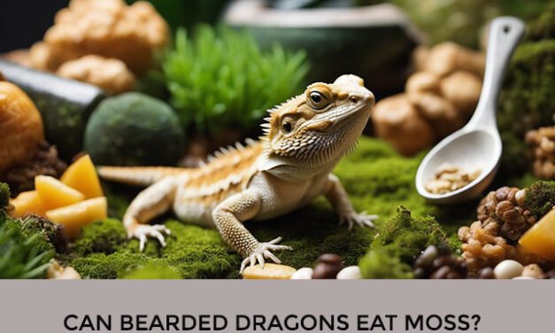 Can Bearded Dragons Eat Moss?
