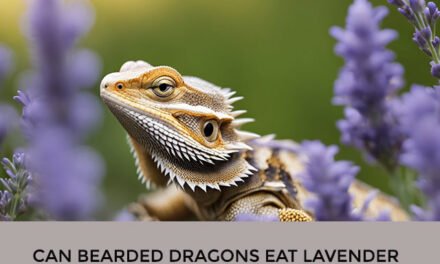 Can Bearded Dragons Eat Lavender