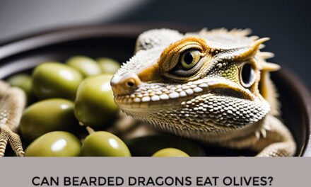 Can Bearded Dragons Eat Olives?