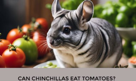 Can Chinchillas Eat Tomatoes?