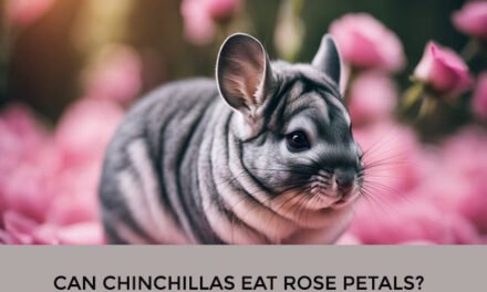 Can Chinchillas Eat Rose Petals?