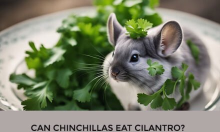 Can Chinchillas Eat Cilantro?