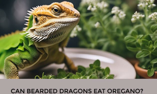 Can Bearded Dragons Eat Oregano?