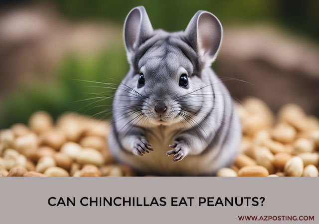 Can Chinchillas Eat Peanuts?