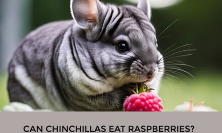 Can Chinchillas Eat Raspberries?