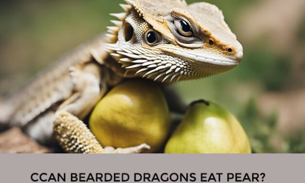 Can Bearded Dragons Eat Pear?