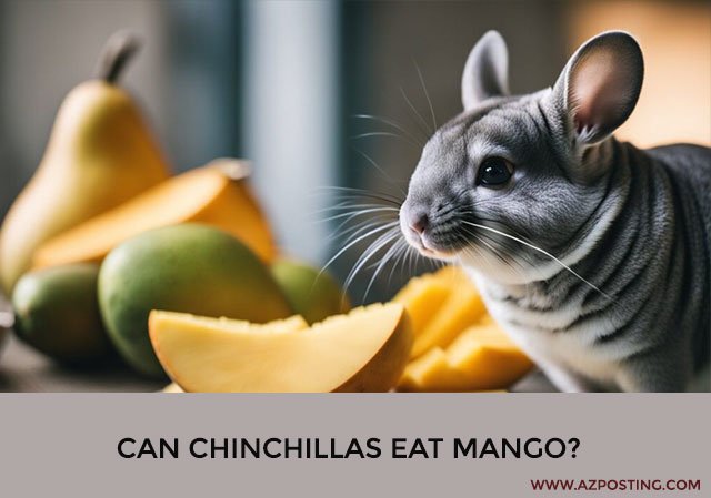 Can Chinchillas Eat Mango?