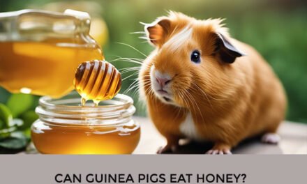 Can Guinea Pigs Eat Honey?