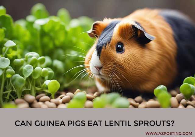 Can Guinea Pigs Eat Lentil Sprouts?