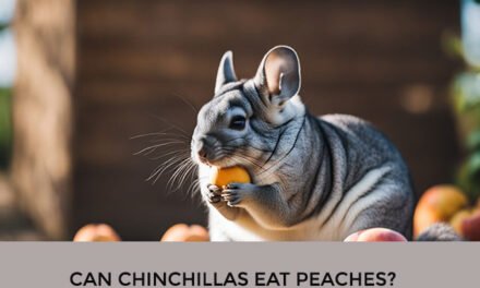 Can Chinchillas Eat Peaches?