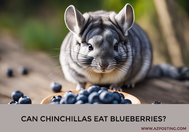 Can Chinchillas Eat Blueberries?