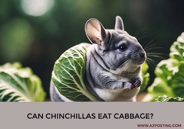 Can Chinchillas Eat Cabbage?