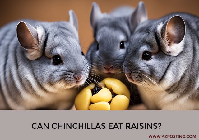 Can Chinchillas Eat Raisins?