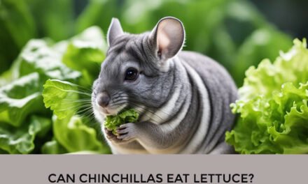 Can Chinchillas Eat Lettuce?