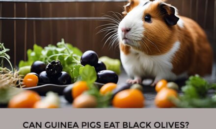 Can Guinea Pigs Eat Black Olives?
