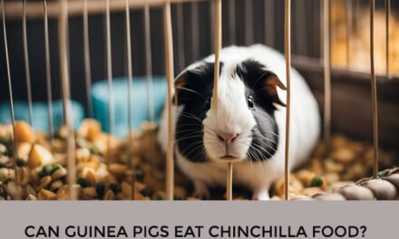 Can Guinea Pigs Eat Chinchilla Food?